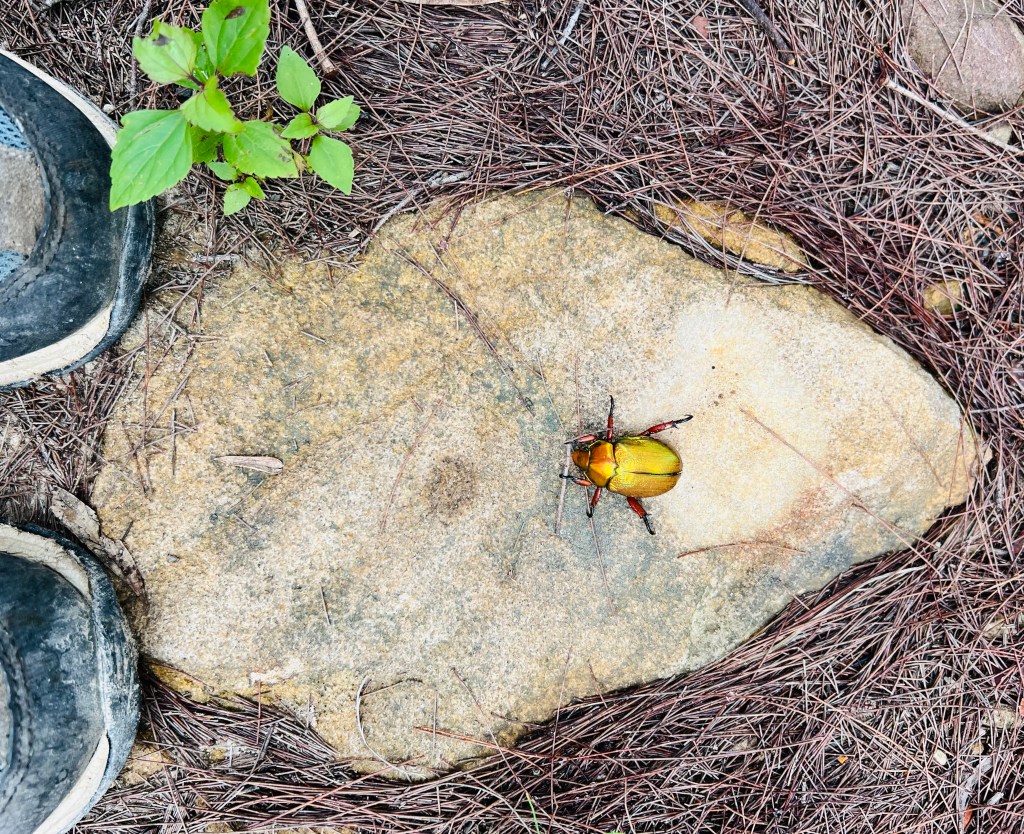 為什麼我們「不敢做自己」？